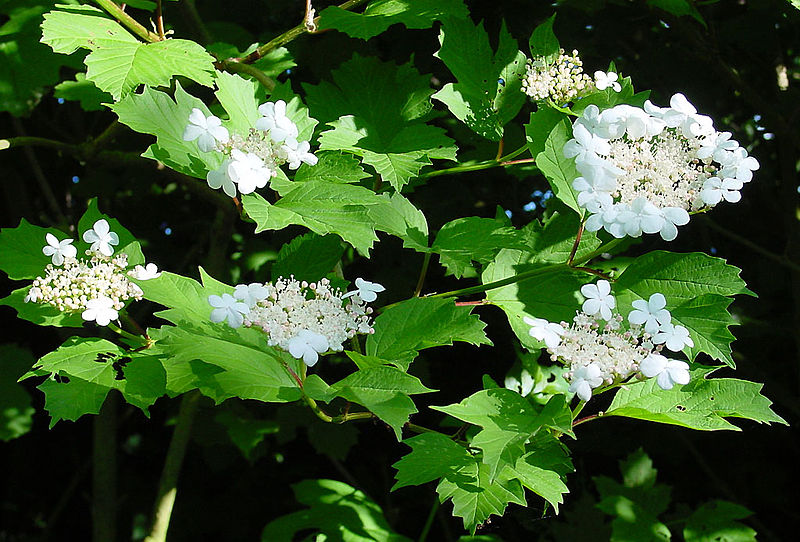 Gelderse roos (Virburnum opulus)