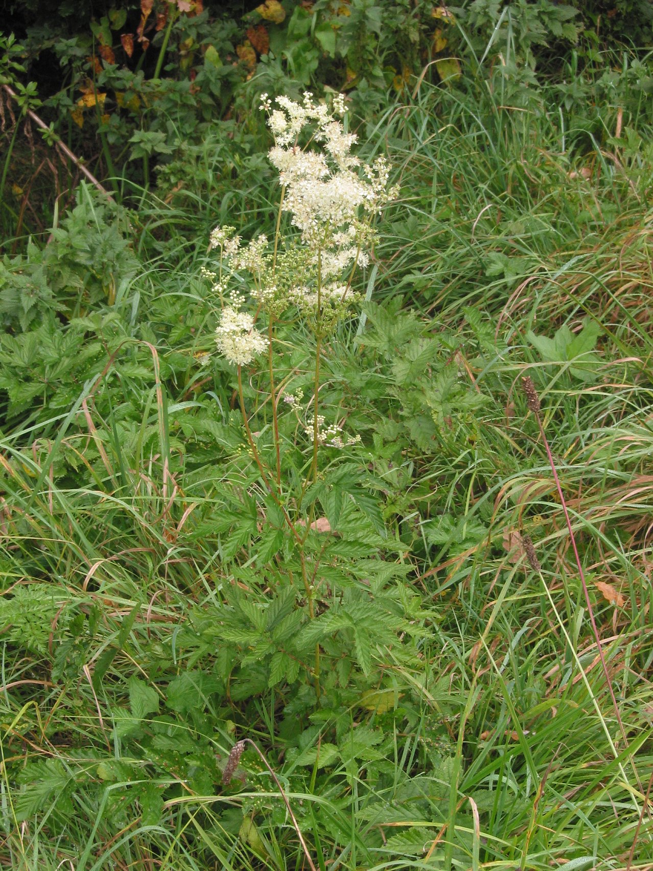 Moerasspirea