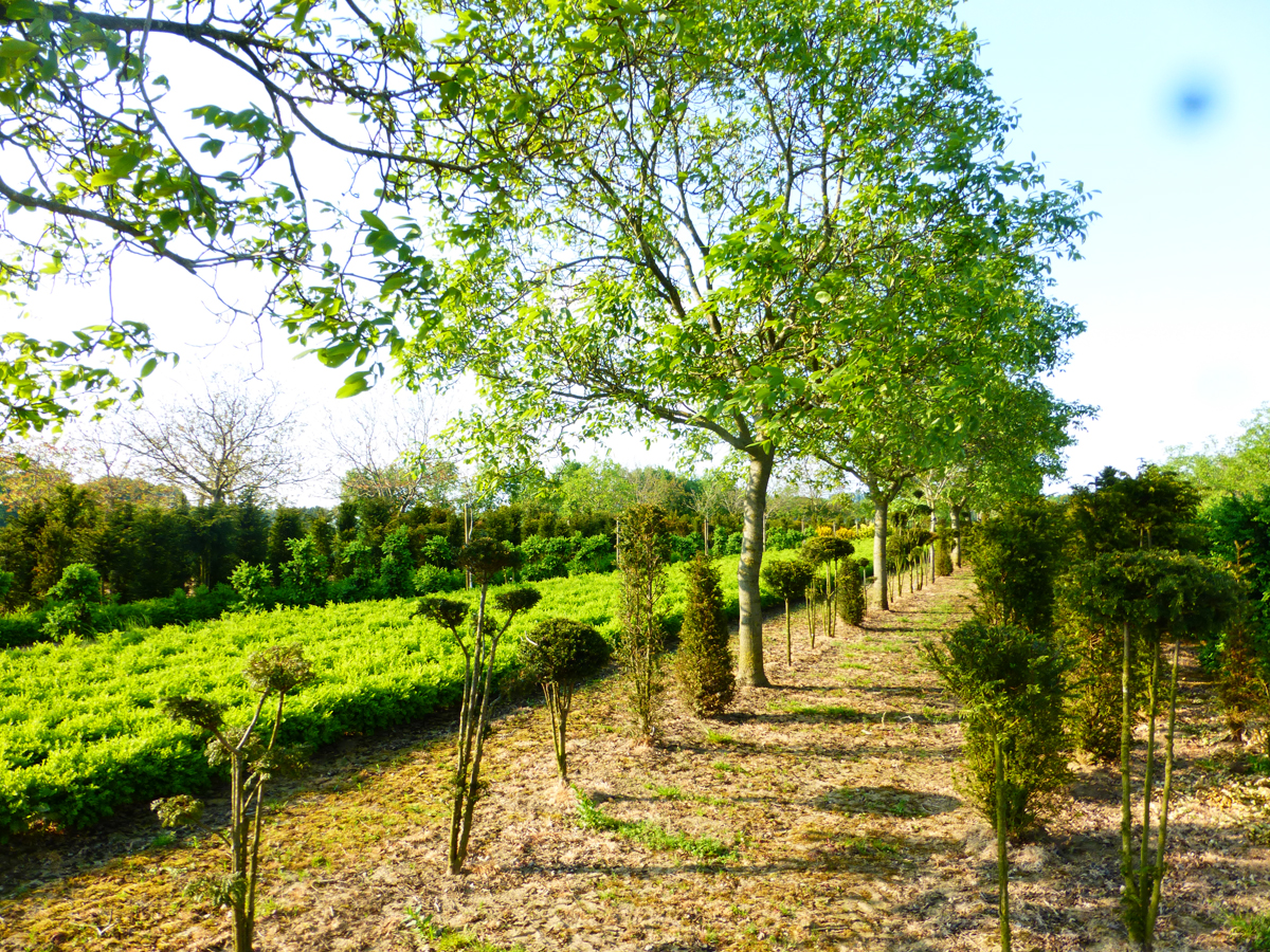 Walnoot met buxus